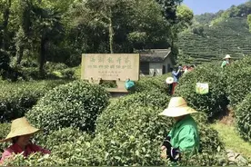 明前茶有多好，都有什么茶？龙井明前茶5000一斤图片