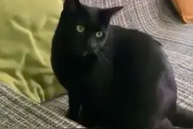 流浪猫闯进家中，冒充黑猫享受生活，被抓包后真假难辨图片
