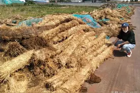 攒了8000多个草支垫 这家公司想免费送人图片