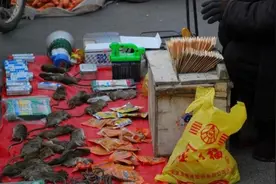 农村集市上有收购老鼠尾巴，10元一根有啥用？看完明白了图片