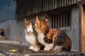 嘘，要片吗？正经情爱猫片，包你满意图片