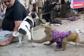 这猴子太气人了，不停的挑衅这只狗狗，真想上去给它一巴掌视频封面
