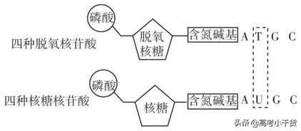 高考生物：考前必记规律、方法和结论(建议掌握）