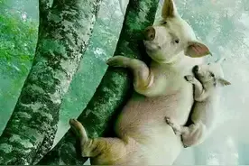 就算猪都会上树，男人依旧靠不住图片