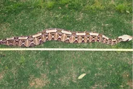 排毒量最多的毒蛇，长相却人畜无害，别被它憨厚的外表欺骗了图片