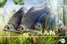 迎接COP15，保护生物多样性丨长江里有什么之“银面书生”武昌鱼图片