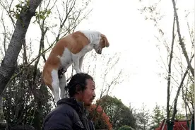 网红流浪汉去世，他收养的6只狗狗，守着行李，久久不愿离去图片