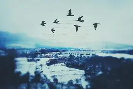 《十五年等待候鸟》：候鸟的迁移是一个关于承诺的故事图片