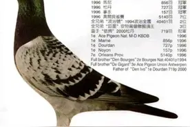 世界名鸽赏析——四十四  狄克.凡.戴克鸽系图片