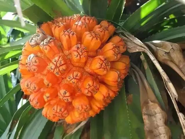 这些不常见的水果，你吃过几种？