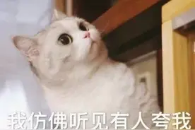 名副其实“盯裆猫”？养猫之后，我就再也没有隐私了图片