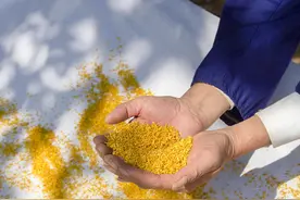 金秋十月，属于杭州味道的桂花龙井茶开制图片