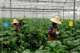 老农：用醋液喷洒蔬菜能增产，专家：先看看醋的危害性图片