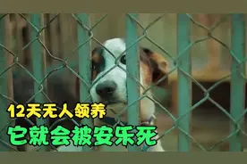 流浪狗最终去了哪里？这篇文章，养狗的人都该看看图片