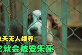 流浪狗最终去了哪里？这篇文章，养狗的人都该看看图片