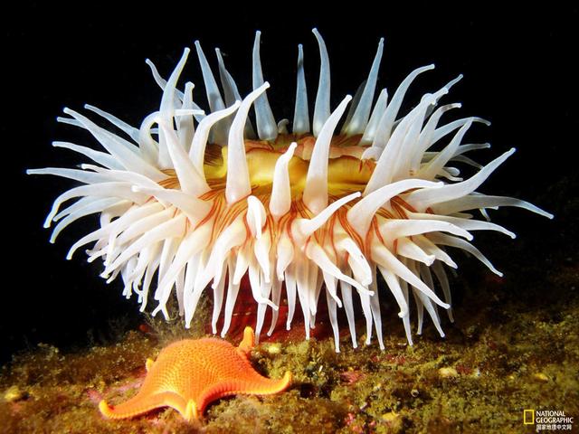 海里的动物有哪些（这几种海洋生物）