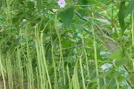 豆角的常见虫害及防治方法图片