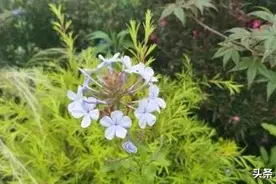 孔乙己：瓦窑堡（bǎo），瓦窑堡（pù），还是瓦窑堡（bǔ）？图片