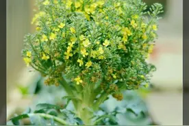 花菜是会开花的，你们见过吗？图片