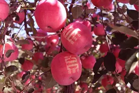 山东小伙靠卖苹果年入百万，网友称其为“苹果大王”图片