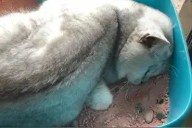 主人出差，放了一堆猫粮，让猫咪独立生活，回来却后悔了图片