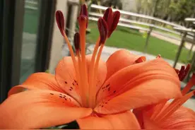 香水百合佛系养，也能收获满满惊喜图片