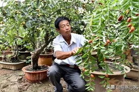 1斤醋兑多少斤水喷果树？不同的果树生长期用量不同，用对效果好图片