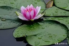 你知道，荷花与莲花的区别吗？图片