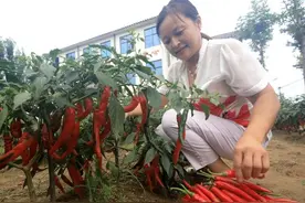 蒙阴这个镇种出了“美人椒”，好吃又好看，你见过么？图片