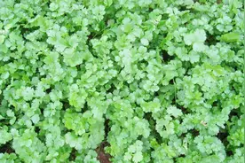 关于吃或不吃的味觉大战，这次因香菜而起，你站在哪一方？视频封面