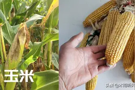 登海605与沃玉3号玉米品种，种植哪一个好，如何选择图片