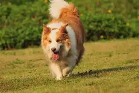 狂犬疫苗应该给狗打还是给人打？张文宏发话了图片
