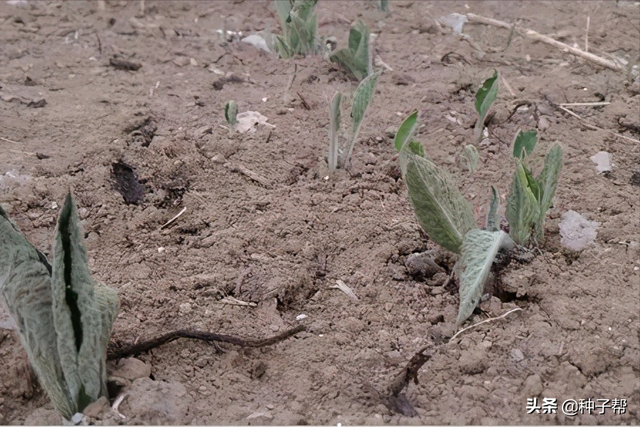 有关俄罗斯饲料菜畜牧价值，你想知道的都在这里了