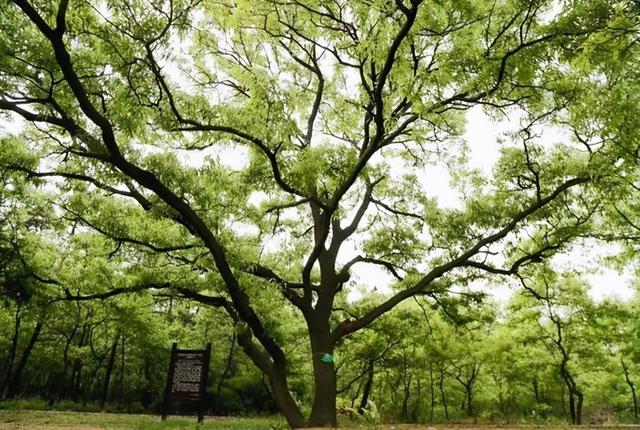 谁说北方无"贵树"?10大珍贵树种,买到苗就种,发展前景很好