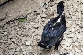 求大神指教，小斗鸡光吃不长个。图片