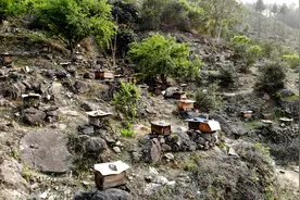 国家给了养蜂农民40万元补贴款，到手却少了28万元！公安调查两年多，仍未查清图片