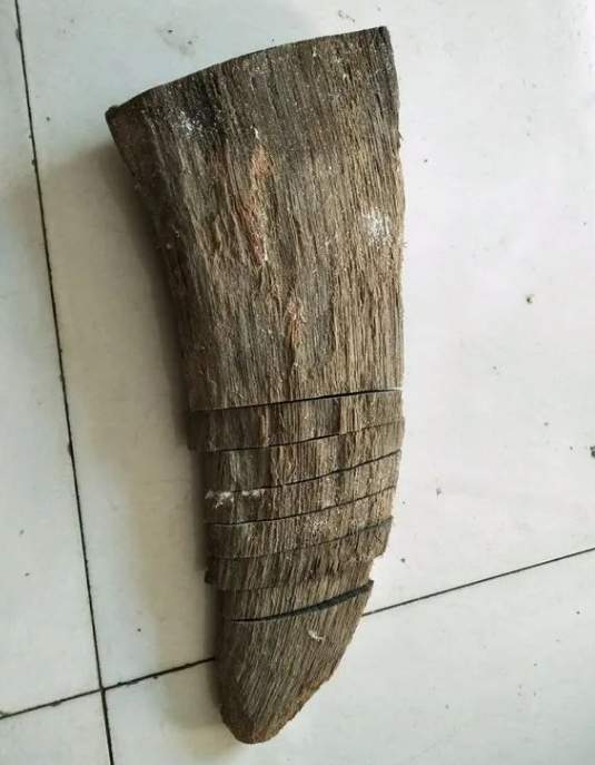 犀牛角化石如何辨别