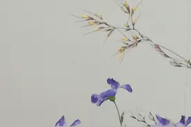 花枝俏“幽兰”（原创）图片