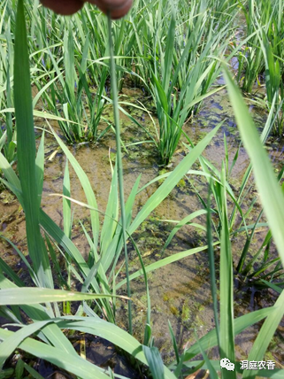 你知道如何正确“避雷”吗？水稻田除草剂药害识别与规避（二）