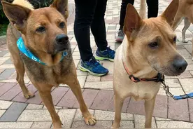 土狗，中国土生土长的本地狗，如今沦为流浪狗！图片