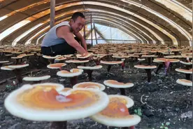 高秀虎的灵芝传奇图片