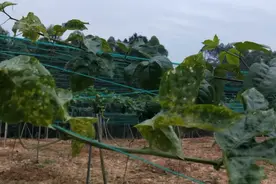 百香果有花叶畸形果，可能是病毒病在作祟，怎么判断和控制？图片