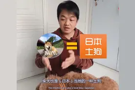 不想说“崇洋媚外”，但中华田园犬（土狗）被嫌弃，是谁的错？图片