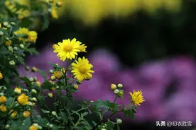 古诗词中秋对重阳五首，时间酿酒，思念更深，情谊更长图片