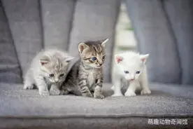 你对猫过敏吗？这些品种的猫可能适合你图片