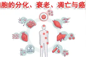 细胞的分化、衰老、凋亡与癌变图片