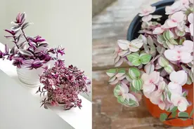 油画婚礼吊兰、婚礼吊兰和胭脂云的区别，如何将它们养开花？图片