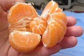 橘子里面包橘子，你见过吗？图片