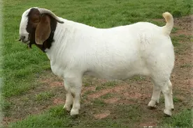 南非波尔山羊：曾经统治全球的肉用山羊之王，如今为何销声匿迹了图片