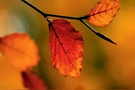 七绝•似水流年图片